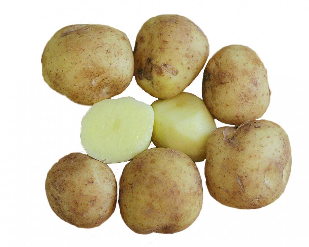 Potato_wiki