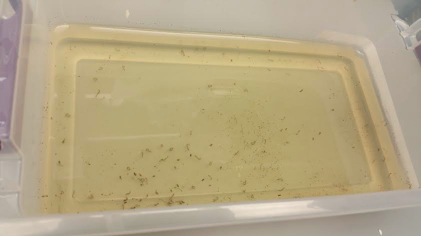 Mosquito larvae are placed in a mixture to stop them from completing the pupal stage.