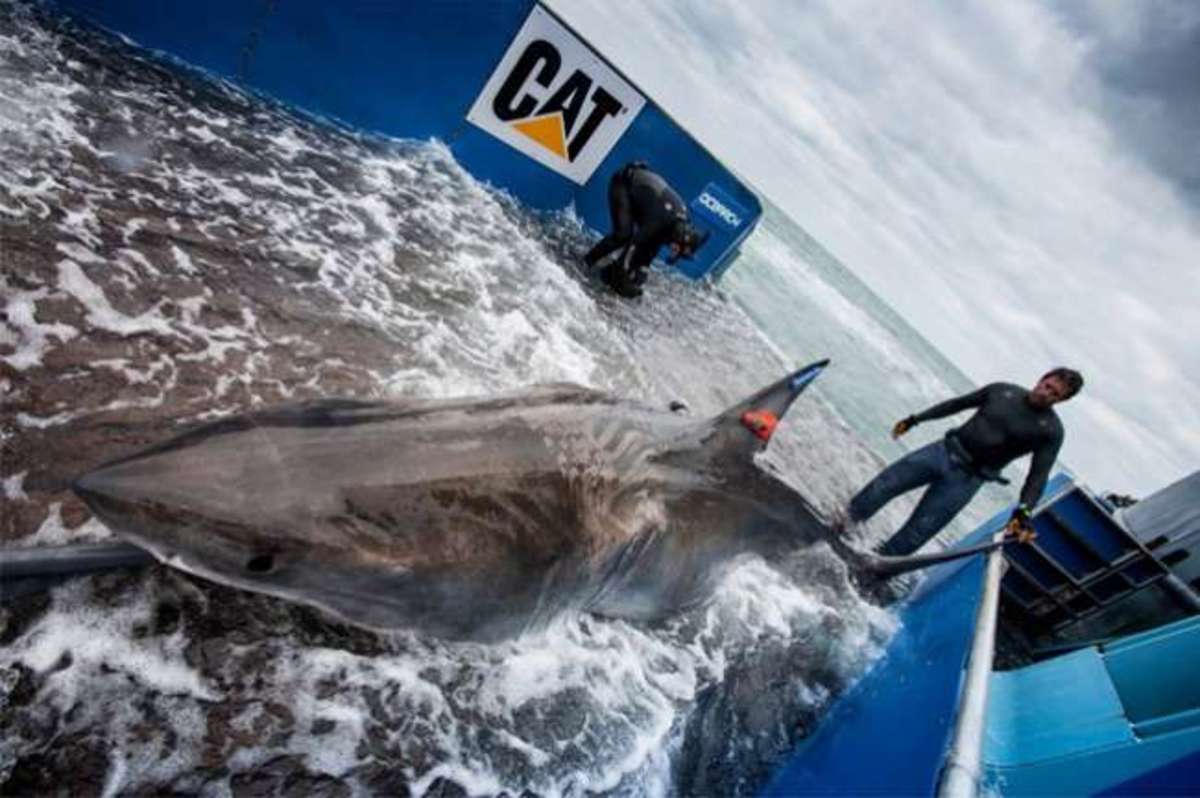 Lydia, the great white shark. Photo from ocearch.org