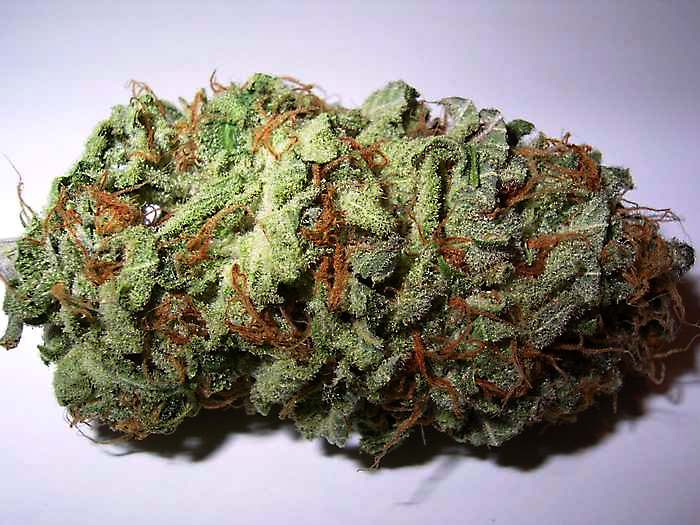 Photo of a marijuana bud Courtesy of Wikimedia Commons