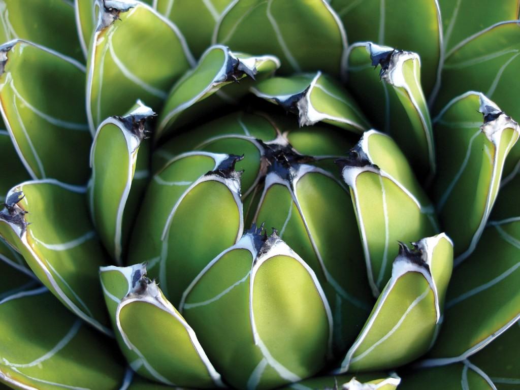 agave_gaetiflickr