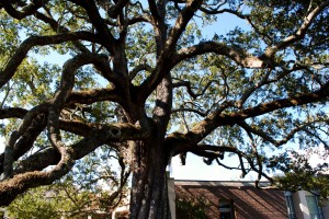 The Cummer Oak.