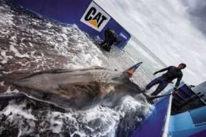 The OCEARCH team tagged and released Lydia, a Great White shark, in 2013 off of Jacksonville's coast. Photo courtesy OCEARCH