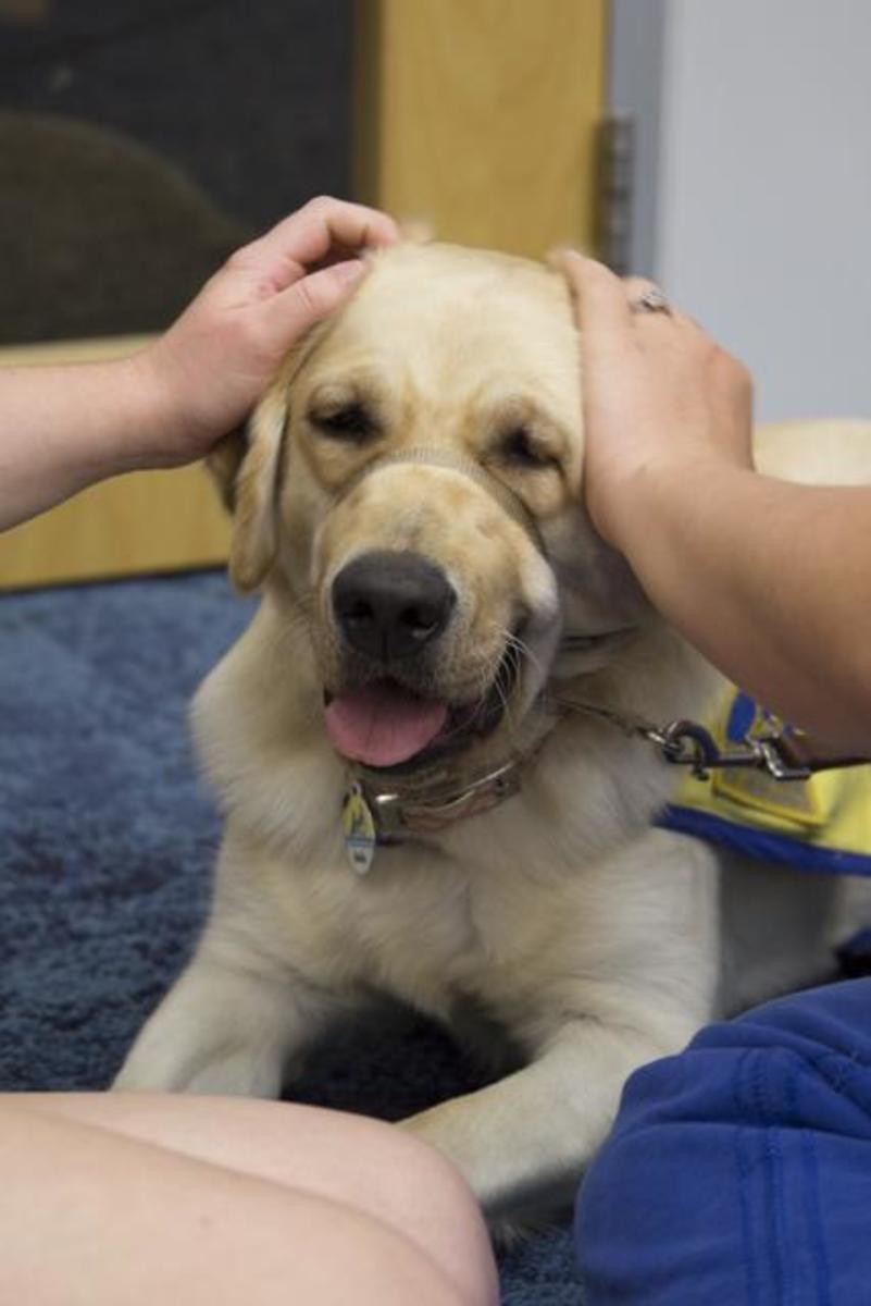 India, a golden retriever and labrador mix, is being raised by Kelly Gates, UNF professor, and her husband. 
Photo by Morgan Purvis