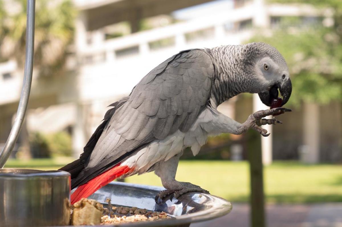 Students alleviate stress with exotic animals