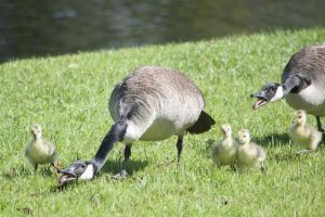 Step too close to a goose and their goslings and you may be on the receiving end of a lunging beak.Photo by Morgan Purvis