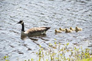 UNF Environmental Health and Safety Center coordinator Tod McVey said Canadian geese like UNF because of the retention ponds.Photo by Morgan Purvis