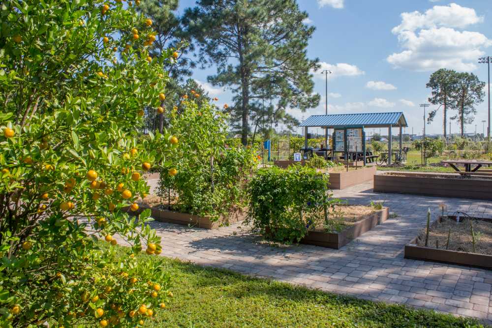 The Ogier Gardens offer a place to students to grow and develop gardening skills. Photo by Michael Herrera