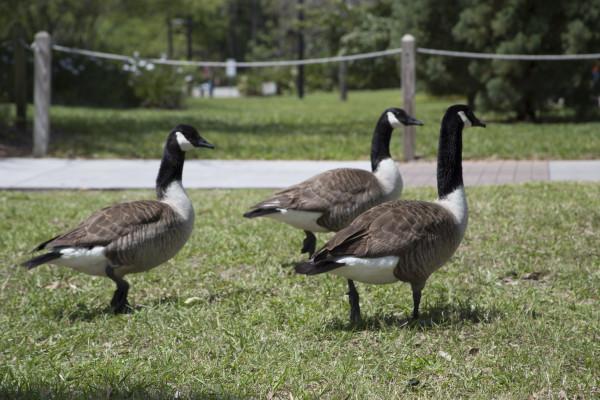 Many students at UNF agree that the geese unify us in some way. Photo by Rachel Cazares. 