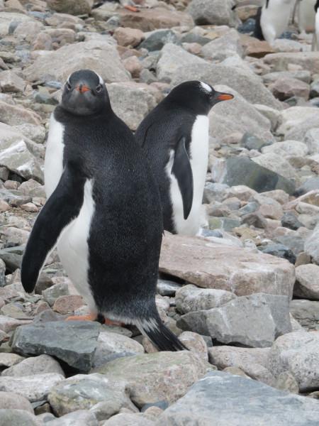 gentoo penguins