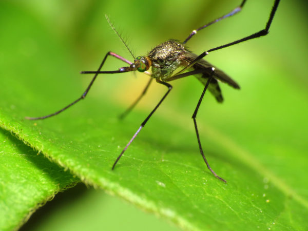 Woodland_Mosquito_(7469978464)