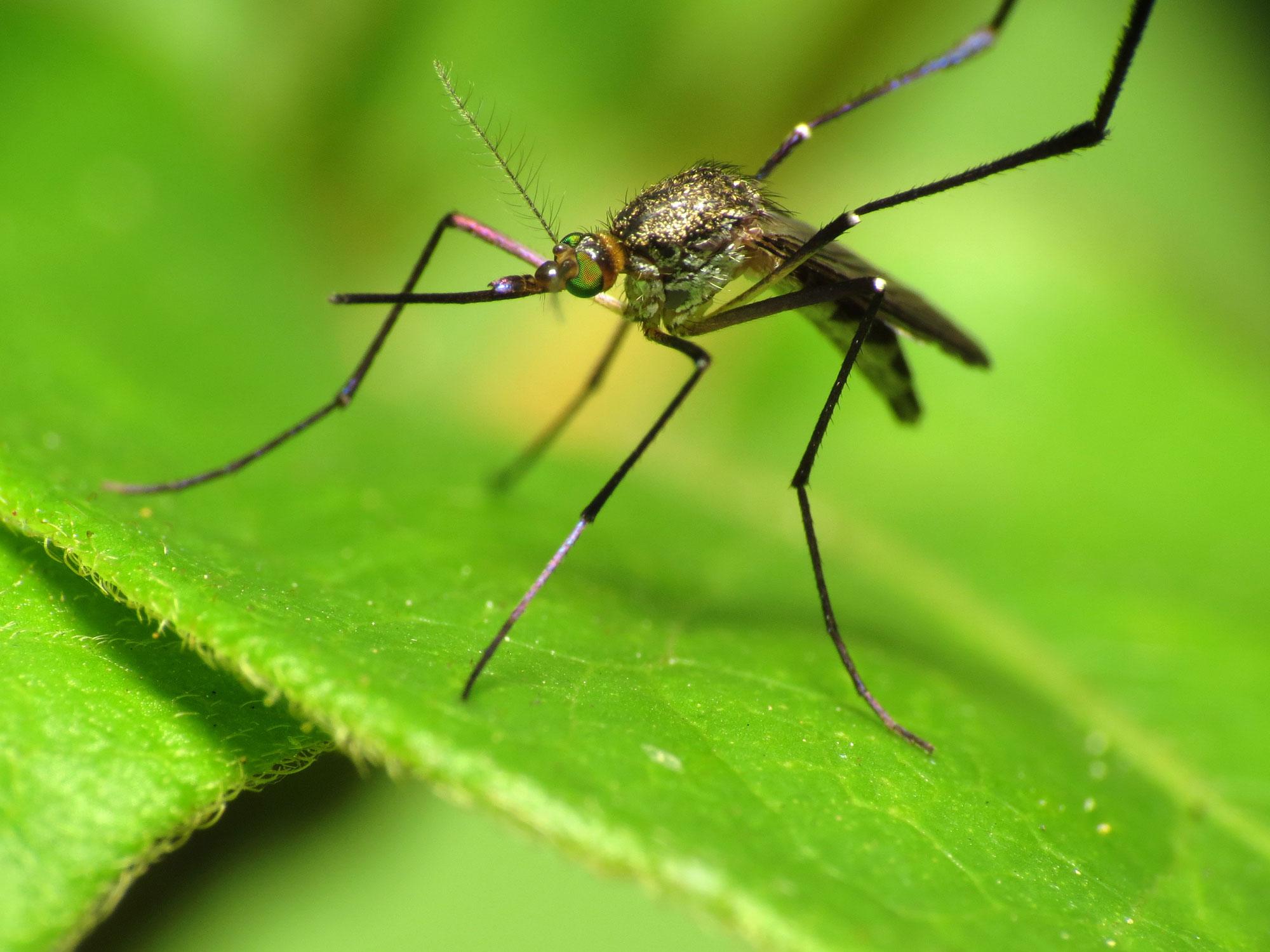 Student Health Services warns of Zika