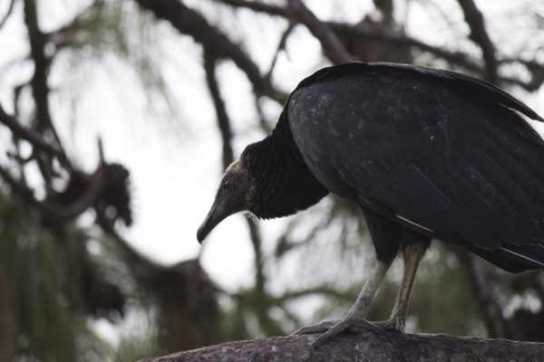 Vulture on UNF. Photo by