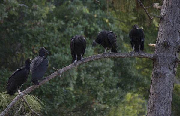 Vultures on UNF. Photo by 