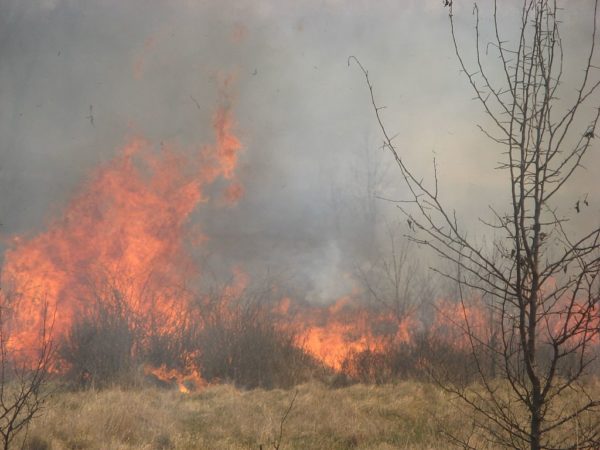 A controlled burn. Courtesy of Wikimedia Commons