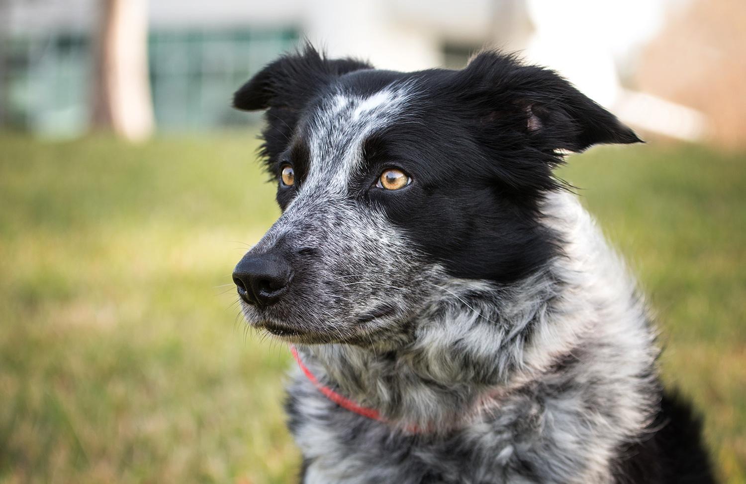 Meet UNF's resident Border Collie