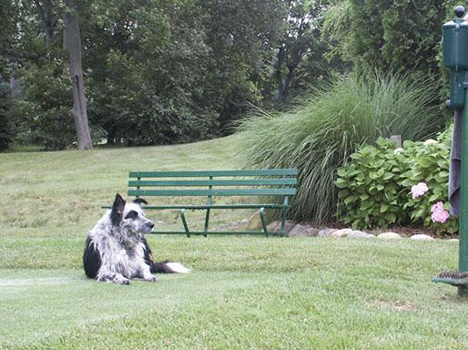 The Border Collies would herd geese away from the center of campus and resolve some health hazards associated with the birds. Photo courtesy Goose Masters. 
