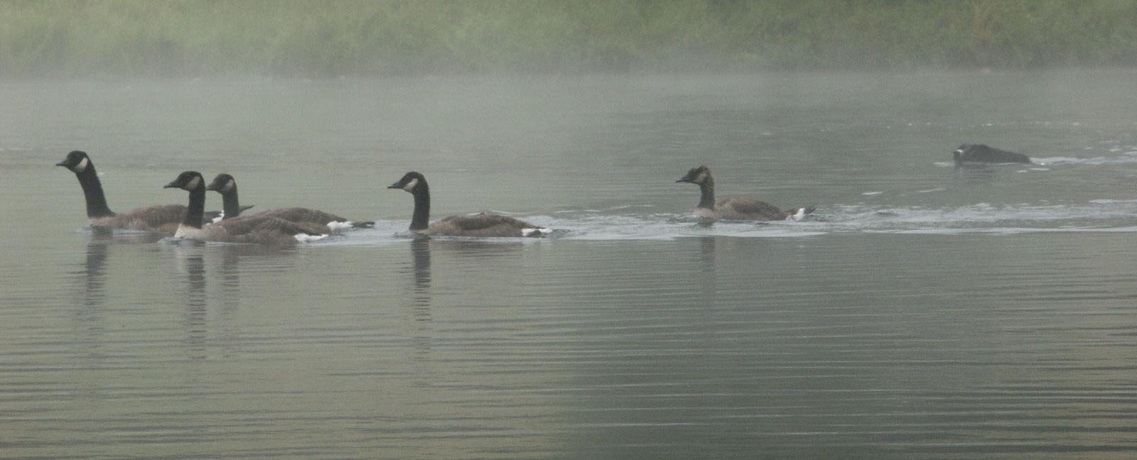 A Border Collie stalks geese in water. Photo courtesy Goose Masters.