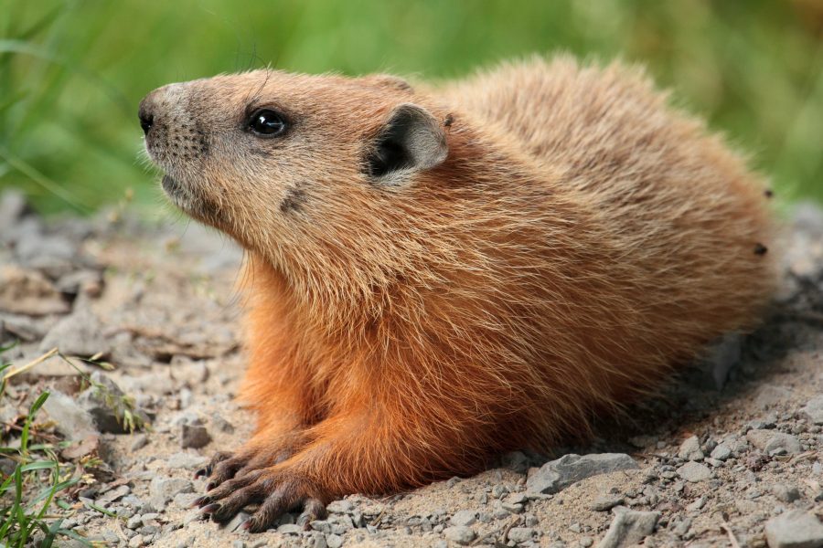A groundhog. (Not necessarily Punxatawney Phil.)