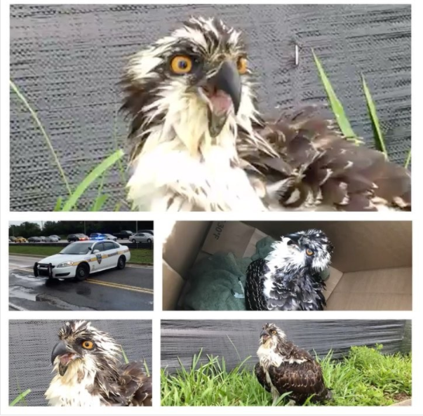 JSO helped to rescue this injured Osprey earlier this week.  Photo courtesy of JSO