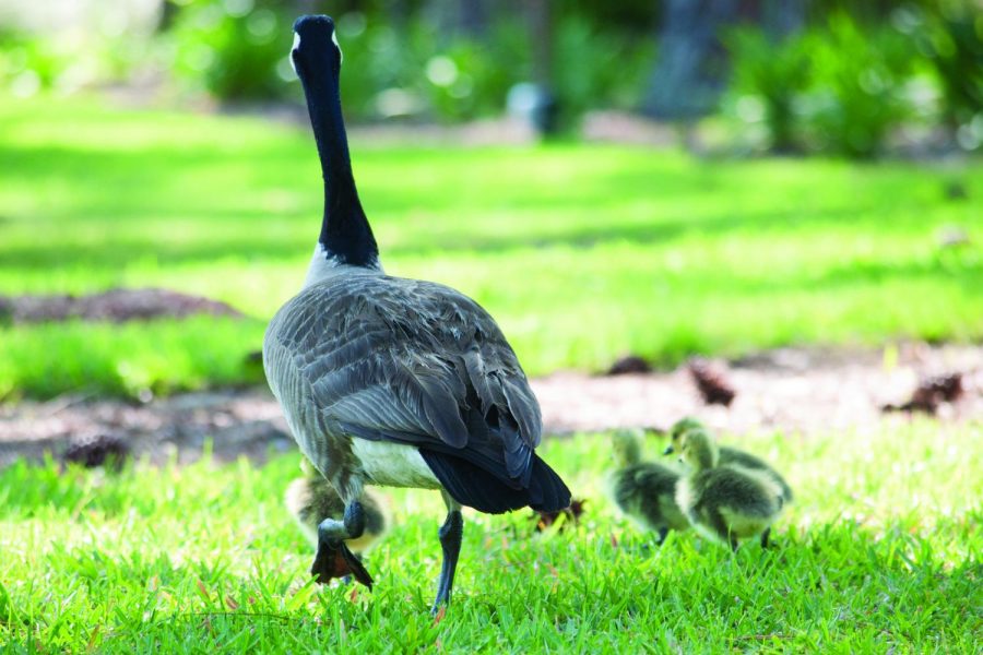 The geese are moving away and sightings on campus are now few and far between. Photo by Morgan Purvis