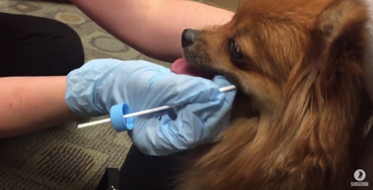 UNF continues dog DNA testing program UNF Spinnaker