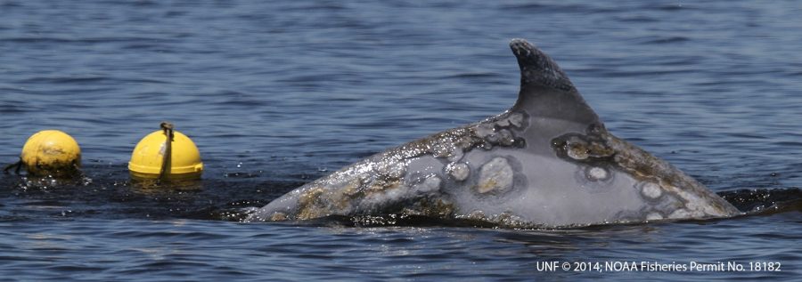 UNF student searching for cause of dolphin health problems