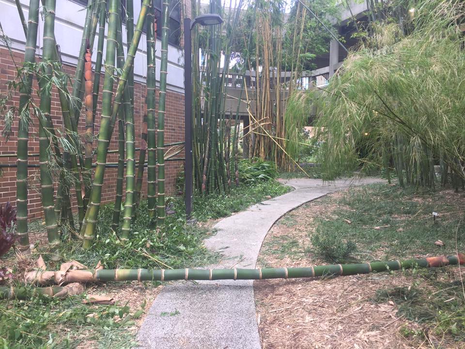 After the storm: Irma's damage around UNF