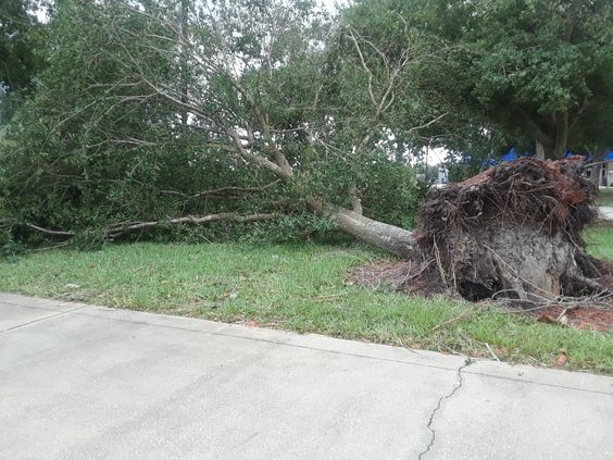 A large tree fell close to the Student Wellness Complex. Photo by Ronnie Rodgers 