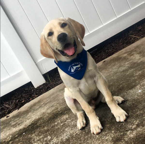 Buster is a Northeastern Guide Dog in training. 