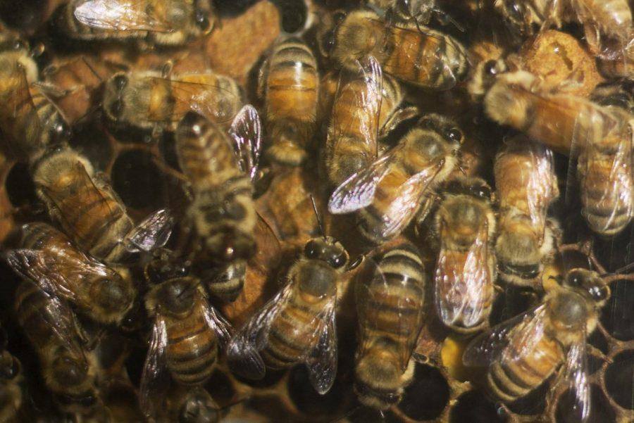 Bee-ing Proactive: UNF philosophy professor saves bees