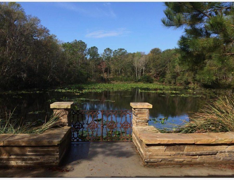 Jacksonville Arboretum & Gardens. Photo by Sarah Bethea.
