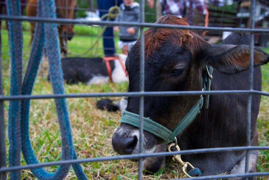 Calf in petting zoo