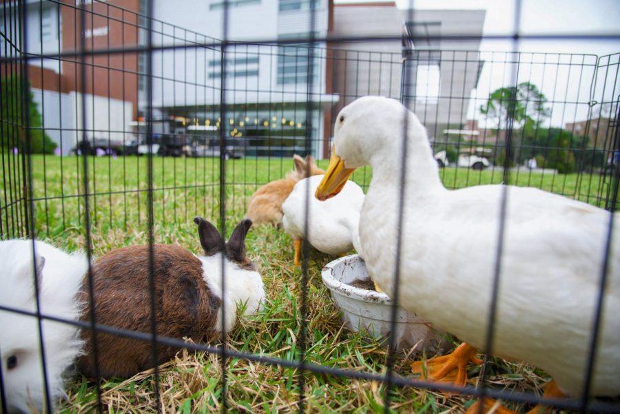  Petting zoo animals