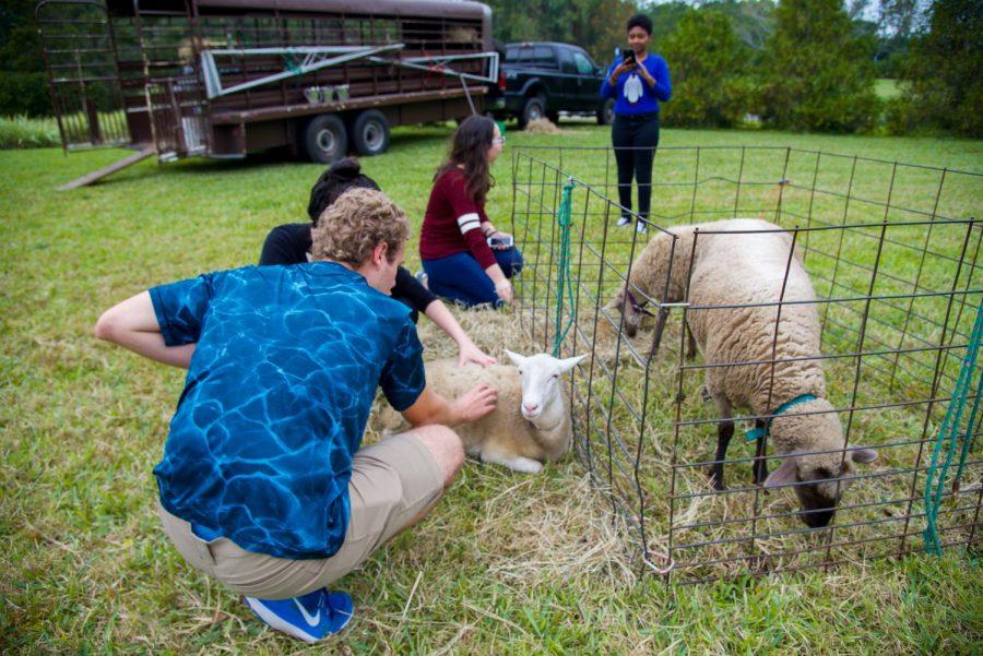 Students enjoying the petting zoo animals.
