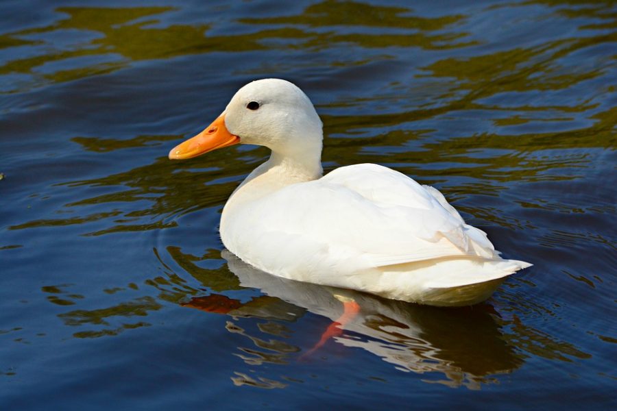 A white duck that looks like Howard the Duck.