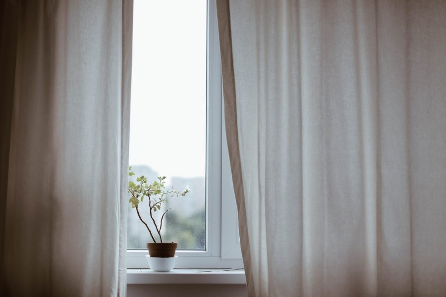 Photo of an indoor plant sitting on a windowsill