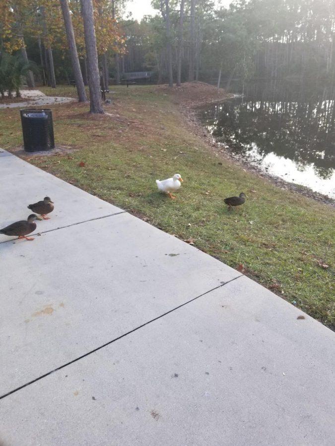Howard the Duck is surrounded by three mottled ducks. What will he do next? Photo credit Nathan Turoff.