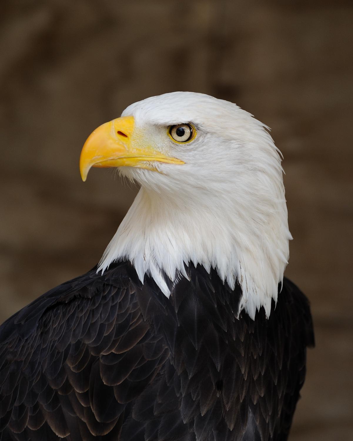 american-bald-eagle-head-close-up-against-black-background-stock-photo