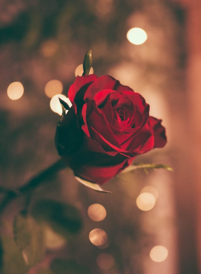 Photo of rose