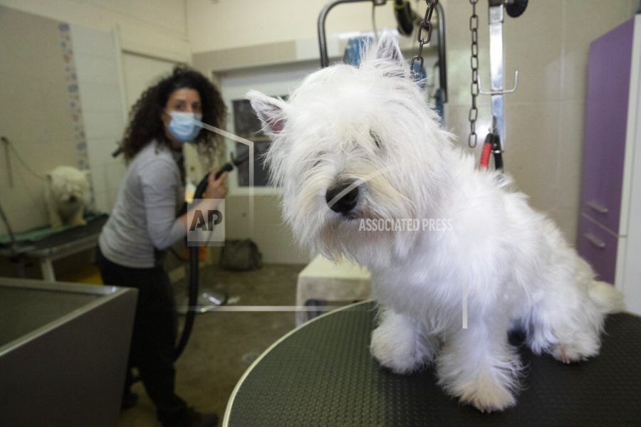 Valentina Bacchin, wearing a sanitary mask to protect against COVID-19 looks at Wilfy, a young westie dog needing a haircut, in the Bottega di Zula pet grooming shop in Rome, Wednesday, May 6, 2020. Bacchin reopened her shop on Monday when Italy began stirring again after a two-month coronavirus shutdown, with 4.4 million Italians able to return to work and restrictions on movement eased in the first European country to lock down in a bid to stem COVID-19 infections. (AP Photo/Alessandra Tarantino)