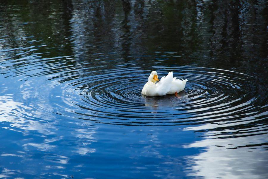 UNF ducks mysteriously die; virus to blame