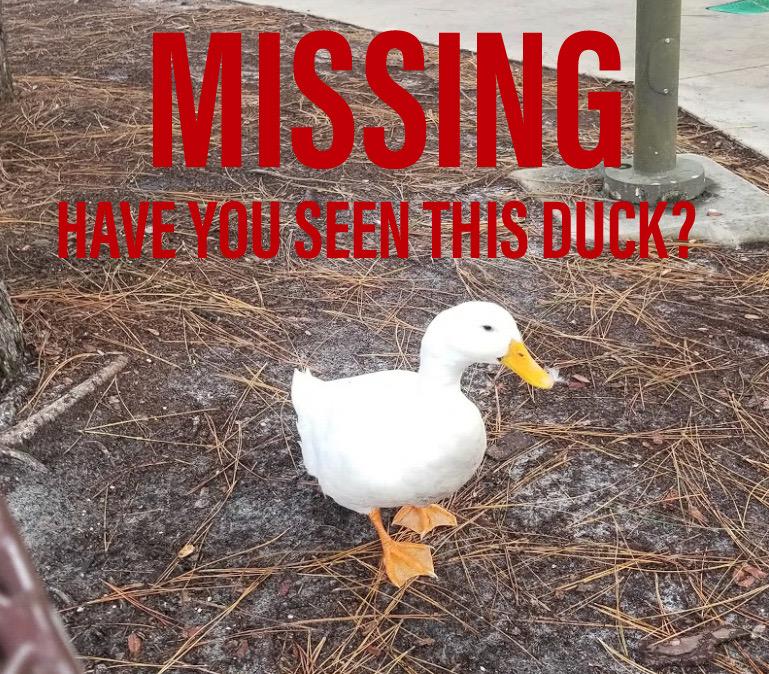 BREAKING: Howard the duck confirmed missing