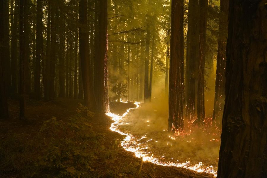 A+forest+burns+as+the+CZU+August+Lightning+Complex+Fire+advances%2C+Thursday%2C+Aug.+20%2C+2020%2C+in+Bonny+Doon%2C+Calif.+%28AP+Photo%2FMarcio+Jose+Sanchez%29