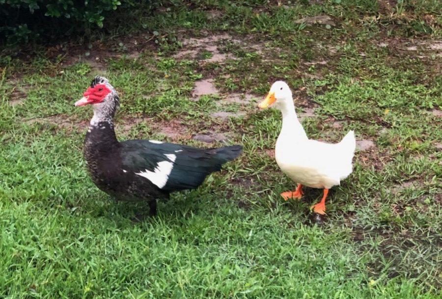 Is this Howard? Three different sightings of what could be UNFs beloved duck