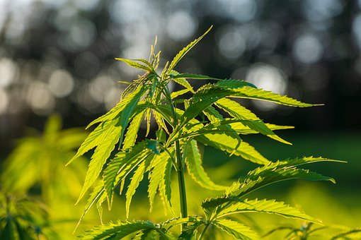 Whats up with marijuana legalization?