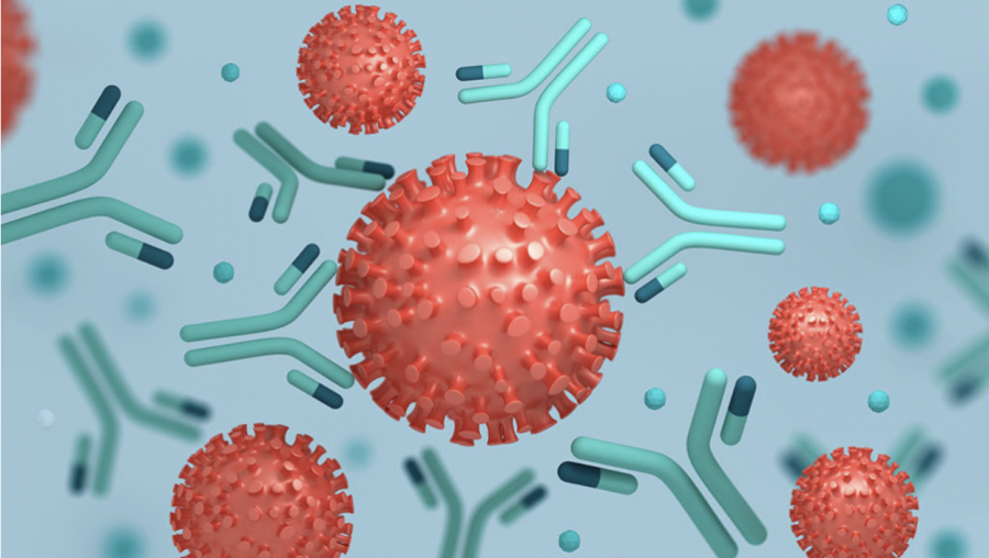 An artist’s illustration of antibodies (blue-green structures) attempting to latch onto the antigens on the outer surface of a coronavirus (red). Antibodies are one of the major players in the immune system’s attack against viruses. (Image courtesy of DARIAREN/ISTOCK/GETTY IMAGES PLUS)	