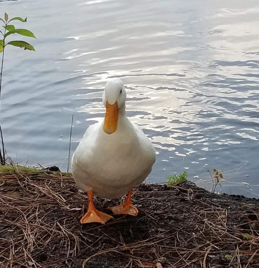 Farewell to Howard the Duck