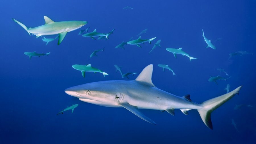 school of grey reef shark in french polynesia