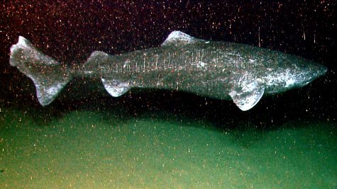 Greenland Shark, photo by NOAA Ocean Explorer.